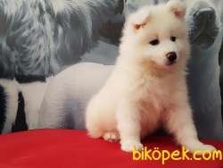 SATILIK SAMOYED YAVRULARI 4