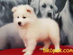 SATILIK SAMOYED YAVRULARI 3