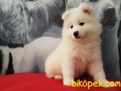 SATILIK SAMOYED YAVRULARI 1