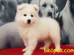 SATILIK SAMOYED YAVRULARI 2