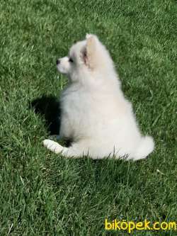 SATILIK SAMOYED YAVRULARI 3