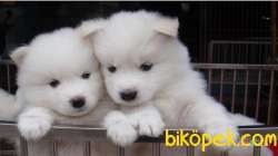 SATILIK SAMOYED YAVRULARI 1