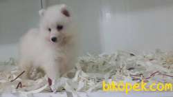 Satılık Samoyed Yavruları 2