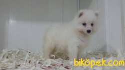 Satılık Samoyed Yavruları 4