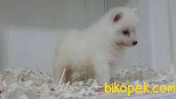 Satılık Samoyed Yavruları 3