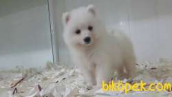 Satılık Samoyed Yavruları 1