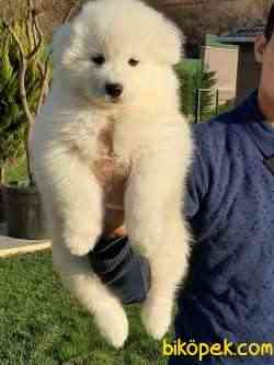 SATILIK SAMOYED YAVRULARI 5