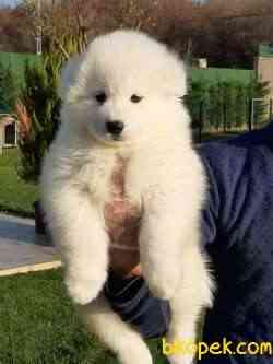 SATILIK SAMOYED YAVRULARI 1