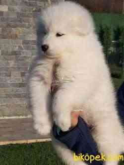 SATILIK SAMOYED YAVRULARI 4