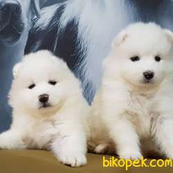 Satilik Samoyed Yavruları Istanbul 4