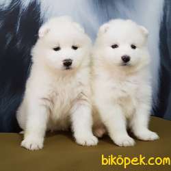 Satilik Samoyed Yavruları Istanbul 3