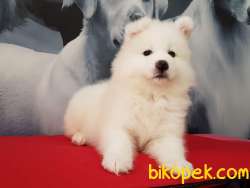 Satilik Samoyed Yavruları Istanbul 3