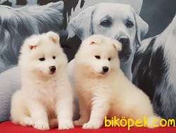 Satilik Samoyed Yavruları Istanbul 4