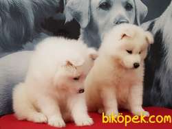Satilik Samoyed Yavruları Istanbul 2