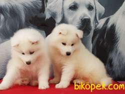 Satilik Samoyed Yavruları Istanbul 5