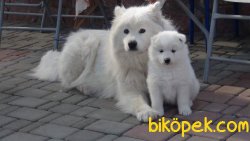 Satilik Samoyed Yavruları Saglik Ve İrk Garantili 1