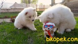Satilik Samoyed Yavruları Saglik Ve İrk Garantili 4