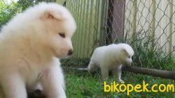 Satilik Samoyed Yavruları Saglik Ve İrk Garantili 2