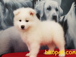 SATILIK SAMOYED YAVRULARIMIZ 5