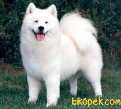 SATILIK SAMOYED YAVRULARIMIZ 1
