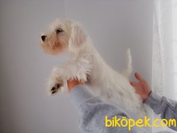 Satılık Schnauzer Yavruları 3