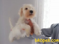 Satılık Schnauzer Yavruları 4