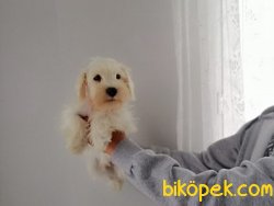 Satılık Schnauzer Yavruları 1