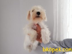 Satılık Schnauzer Yavruları 5