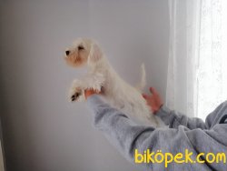 Satılık Schnauzer Yavruları 2