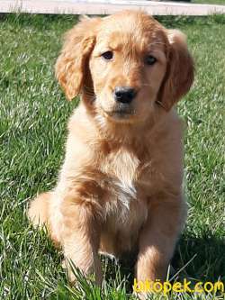 SATILIK SEVİMLİ GOLDEN RETRIEVER YAVRULARI 4