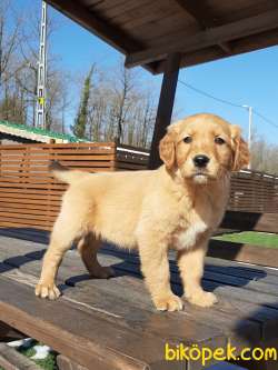 SATILIK SEVİMLİ GOLDEN RETRIEVER YAVRULARI 2