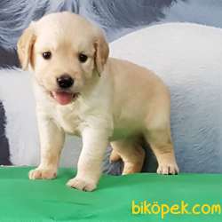 Satilik Sevimli Golden Retriever Yavrulari Istanbul 4