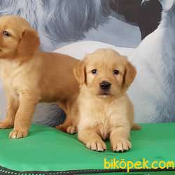 Satilik Sevimli Golden Retriever Yavrulari Istanbul 5