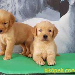 Satilik Sevimli Golden Retriever Yavrulari Istanbul 2