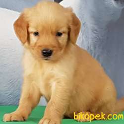 Satilik Sevimli Golden Retriever Yavrulari Istanbul 3