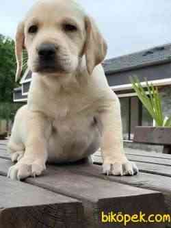 SATILIK SEVIMLI LABRADOR RETRIEVER YAVRULARI 4