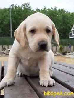 SATILIK SEVIMLI LABRADOR RETRIEVER YAVRULARI 2