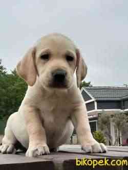 SATILIK SEVIMLI LABRADOR RETRIEVER YAVRULARI 1