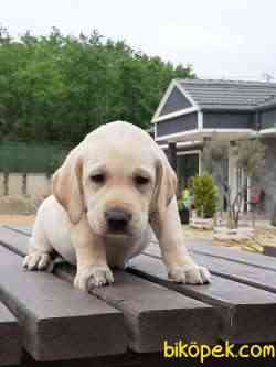 SATILIK SEVIMLI LABRADOR RETRIEVER YAVRULARI 3