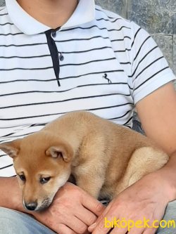 Satilik Shiba Inu Yavruları 2