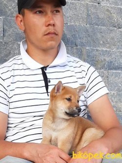 Satilik Shiba Inu Yavruları 5