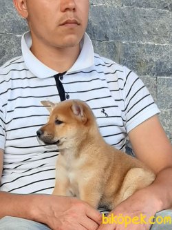 Satilik Shiba Inu Yavruları 3