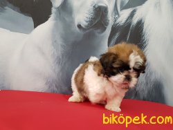 SATİLİK SHIH TZU YAVRULARI 3