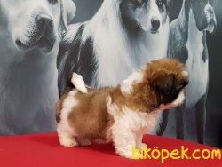 SATİLİK SHIH TZU YAVRULARI 5