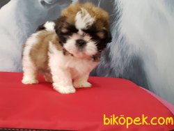 SATİLİK SHIH TZU YAVRULARI 1