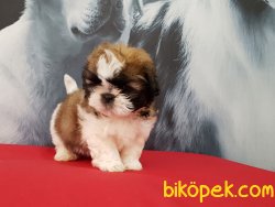 SATİLİK SHIH TZU YAVRULARI 4
