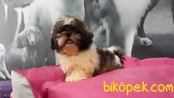SATİLİK SHIH TZU YAVRULARI 1
