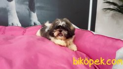 SATİLİK SHIH TZU YAVRULARI 4