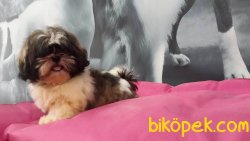 SATİLİK SHIH TZU YAVRULARI 2