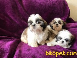 SATILIK SHIH TZU YAVRULARI 1